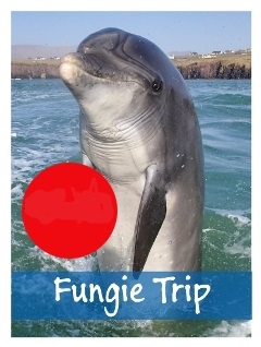 Fungie